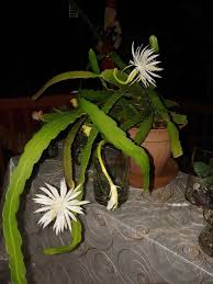 Queen Of The Night Blooms At Night Several Times A Year For Sale In Tampa Fl Offerup In 2020 Bloom Plants Queen