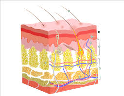 We did not find results for: The Skin Science Quiz