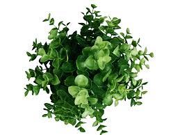 Plant Top View Png Image Trees Top View Garden Furniture Interior Plants