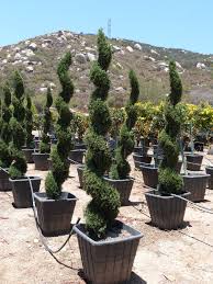 Image result for Cupressus sempervirens