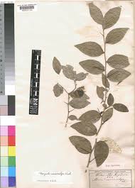 Image result for Dovyalis macrocalyx