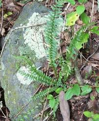 Image result for Asplenium variabile
