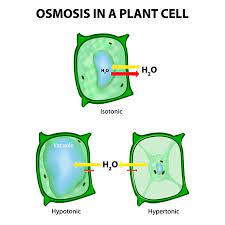 Maybe you would like to learn more about one of these? Osmosis In A Plant Cell 3 Types Of Tonicity Hypotonic Hypertonic And Isotonic In A Hypotonic Environment Water Enters A Cell And The Cell Swells In A Hypertonic Solution Water Leaves A