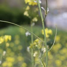 Image result for Sisymbrium orientale