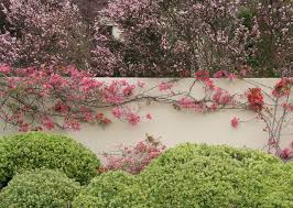 One of the loveliest nz native plants, suitable for trellises, walls or rambling joyfully through trees. Wonder Wall The Climbing Plants That Can Improve Your Garden Houzz Nz