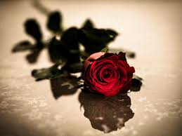 Tanaman bunga merupakan salah satu makhluk hidup yang memiliki rupa yang cantik, dan sebagian. Wallpaper Bunga Mawar Flower Rose Garden Roses Flowering Plant Petal Red Floribunda Rose Family Plant Hybrid Tea Rose 1230726 Wallpaperkiss
