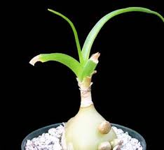 Image result for Albuca setosa