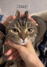 Image result for adorable cat