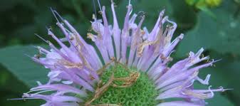 Image result for Rhynchosia chapmanii