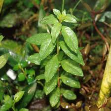 Image result for Ammannia baccifera