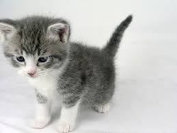 Black And White Tabby Cat Kitten Kitten Grey And White Kitten Re Pinned By Http Ift Tt 2k1k6v9 Baby Cats Kittens Cutest Pretty Cats