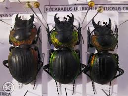 Image result for Mostuea batesii