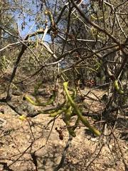 Image result for Senna singueana