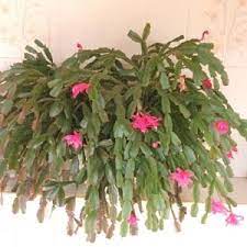 Feel the soil several inches below the soil surface, or use a soil moisture meter to. Compare False Christmas Cactus And Aloe Vera