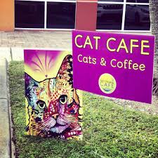 It's obvious we have a huge cat overpopulation here, the owner, celyta jackson, told local 10 news. Florida Cat Cafes That Cat Life