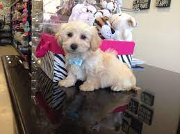 We treat your pet like part of the family. Puppy House Grooming In La Mirada Home Facebook