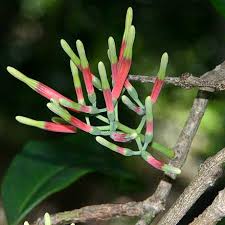 Image result for Englerina