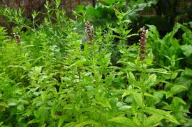 Image result for Mentha spicata