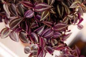We did not find results for: Spiderwort Indoor Plant Care Growing Guide