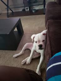 Olde english bulldog puppies for sale georgia, olde english bulldog puppies for sale in ga, olde eng. Old English Bulldog Puppies For Sale Kennesaw Ga 303144