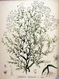 Baby S Breath Gypsophila Paniculata Circa 1898 Botanical Illustration Vintage Gypsophila Flower Illustration