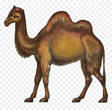 How to make a camel farm | minecraft pe. Png Camel Vector Camels Transparent Png Download Vhv