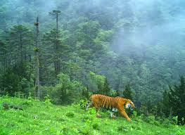 Long a sovereign political entity, sikkim became a protectorate of india. Tigers Camera Trapped In North Sikkim Wwf India