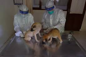 Maybe you would like to learn more about one of these? Apa Kucing Dan Anjing Butuh Vaksin Covid 19 Republika Online