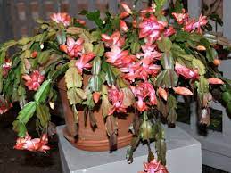 Mine was in a 6″ grow pot & i planted it my christmas cactus got severely pruned by the pack rats so i combined it with a new 4″ plant. Why Do Christmas Cactus Leaves Turn Red World Of Succulents Cactus Leaves Cactus Care Christmas Cactus Plant