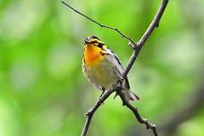 RESCHEDULED - Bird Outing: Mason Neck State Park