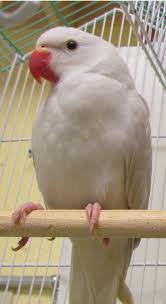 Birds For Sale In Florida Birds And Parrots For Sale And Adoption Parrot Parakeet Birds