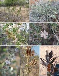 Image result for Barleria rigida