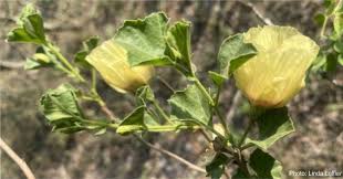 Image result for Cienfuegosia digitata