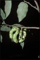 Image result for Xylopia acutiflora