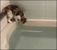 Part 3 of the cat in a bathtub series. Cat Falls In Bathtub Page 1 Line 17qq Com