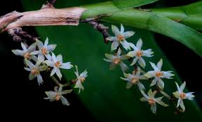 Image result for Tridactyle