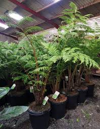Image result for Cyathea manniana