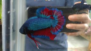 Sepasang ikan cupang ☆avatar☆ line bbl male : Ikan Cupang Hias Bbl Blue Black Light Pair Febs Fish 1 Youtube