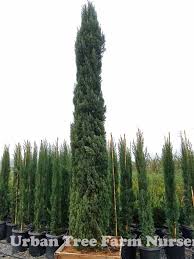 Image result for Cupressus sempervirens