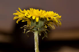 Image result for Taraxacum sp.