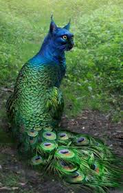 68 Unusual Cat And Bird Hybrids Bred In Photoshop Add Yours The Internet Has Transformed Felines And Birds Into Hybrid 2020 Fantezi Fantastik Yaratiklar Hayvan