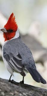 Birds With Red Crested Heads I Love Animals Nature Colorful Birds Beautiful Birds Wild Birds