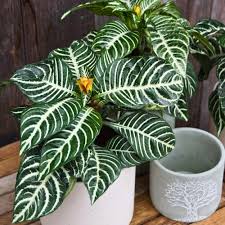 Image result for Aphelandra