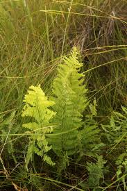 Image result for Thelypteris confluens