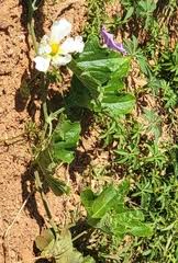 Image result for Lagenaria rufa