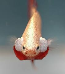 After the common goldfish, betta fish, commonly referred to as siamese fighting fish, are one of the most popular fish breeds purchased by budding freshwater fish hobbyists. Monday Ugh Poisson Combattant Betta Reservoir Poissons Combattants