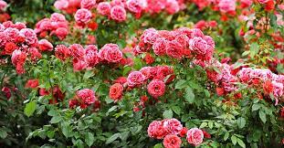 Salmon, shrimp, and tuna are all safe for dogs to eat and good sources of protein. Are Roses Poisonous To Dogs Bushes Petals And Buds