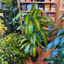 Image result for Dracaena fragrans