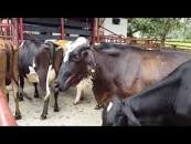 Resultado de imagen para "puede ser rentable una finca pequeña"