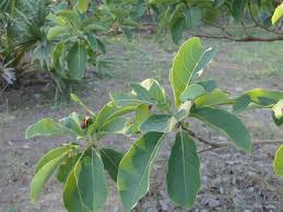 Image result for Terminalia bellirica